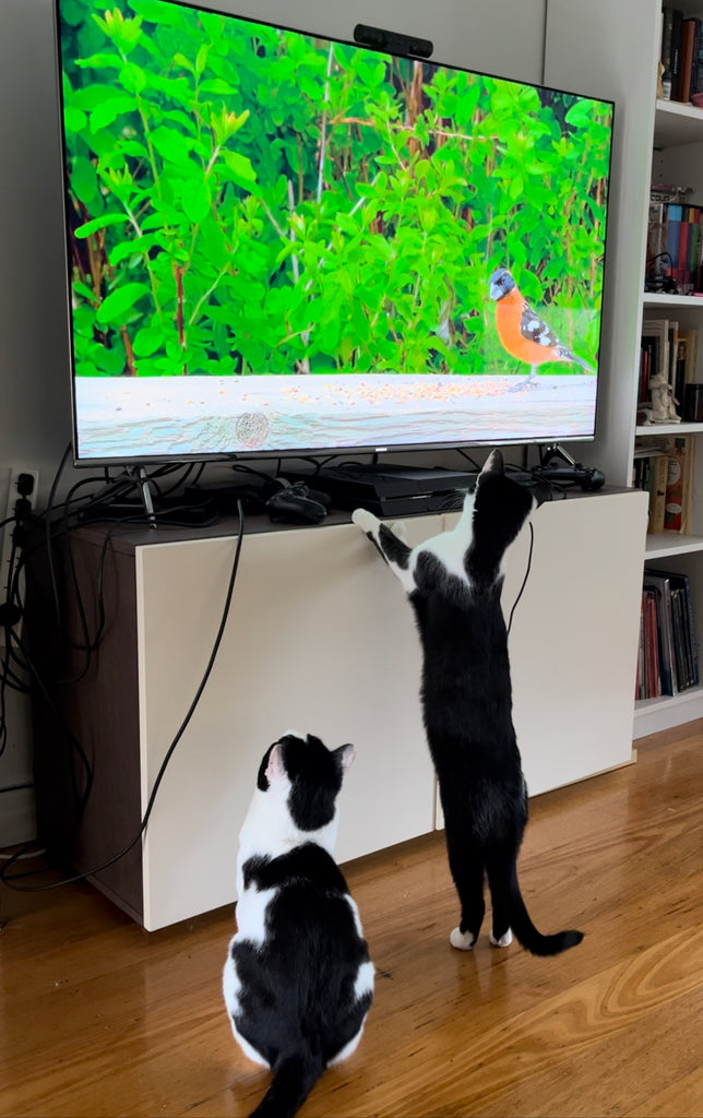 Ooglecat Rescue Fostering Cats with Strong Hearts Cat Rescue – LoveMyCat