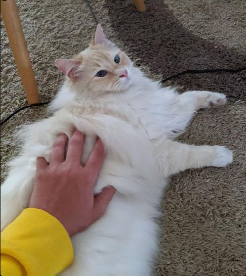 A cat Odin is sitting on the carpet and a 13-year old boy is patting the cat's fur