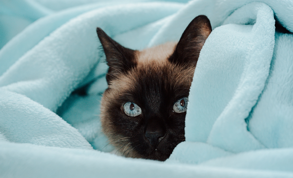 LoveMyCat front page cat image cat in blue blanket