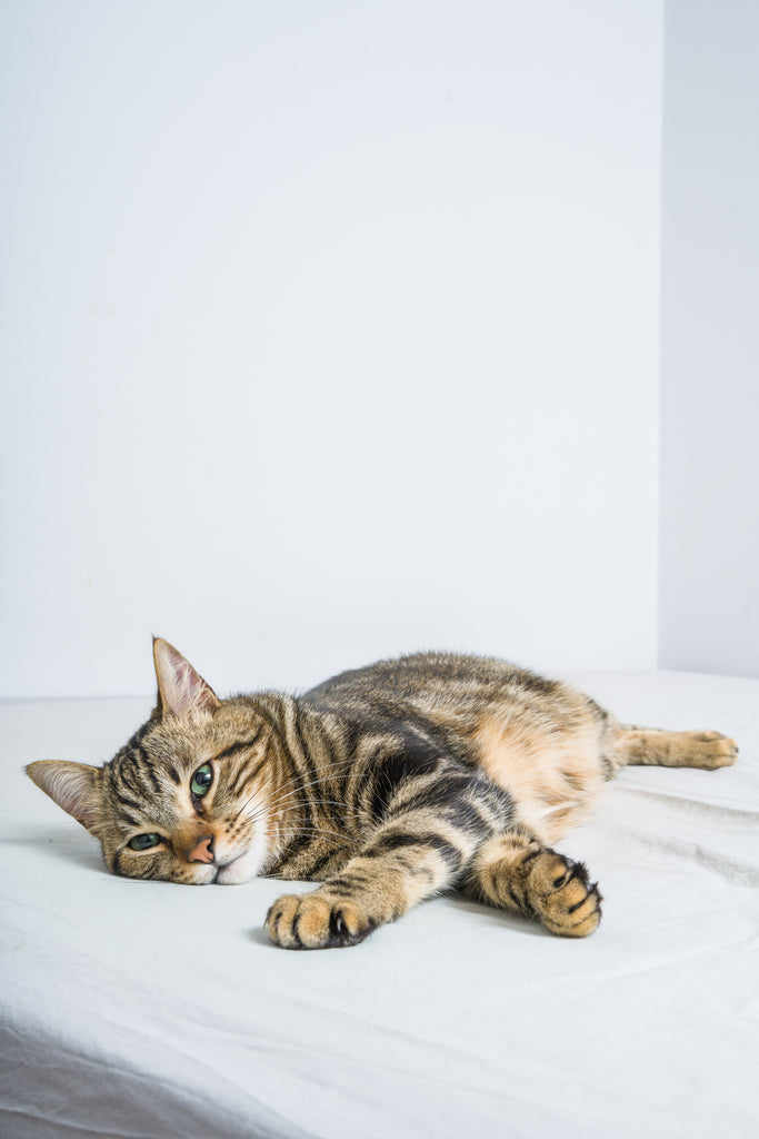 Blog posts - check out our articles, all about cat and cat wellbeing on lovemycat.com