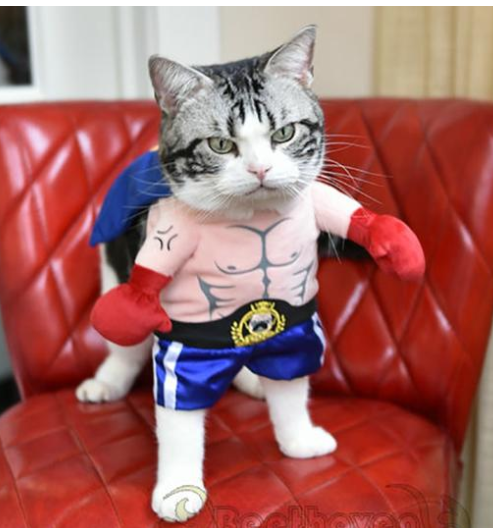 Boxer Cat Costume - Adorable Dress-up for your cat or pup.