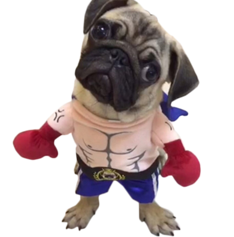 Boxer Cat Costume - Adorable Dress-up for your cat or pup.