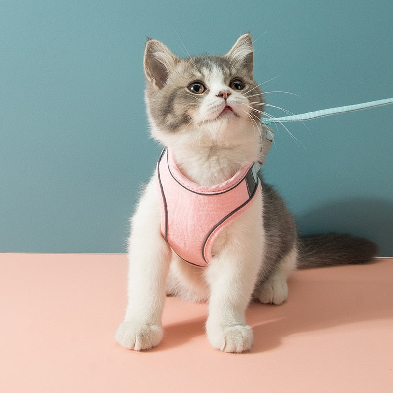 A cute cat wearing a pink colour option of the cat harness is shown