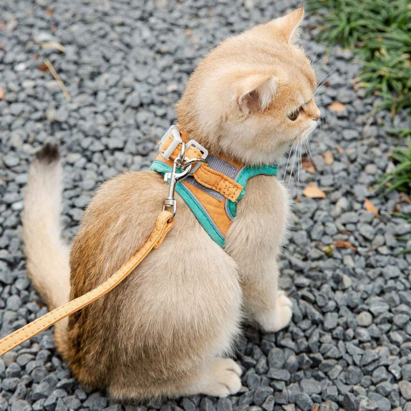 A cute cat wearing a yellow/orange colour option of the cat harness is shown